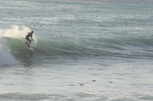 chisurfswillow2009a.jpg