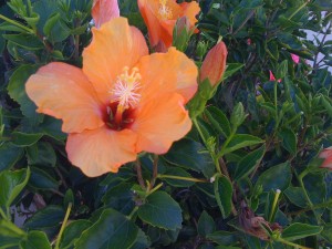 Cool little garden outside of my buddy's place in La Jolla, CA. You wake up down there and you stop to smell the flowers. Cool little garden outside of my buddy's place in La Jolla, CA. You wake up down there and you stop to smell the flowers.